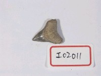 藏品(噬人鯊屬牙齒化石)的圖片